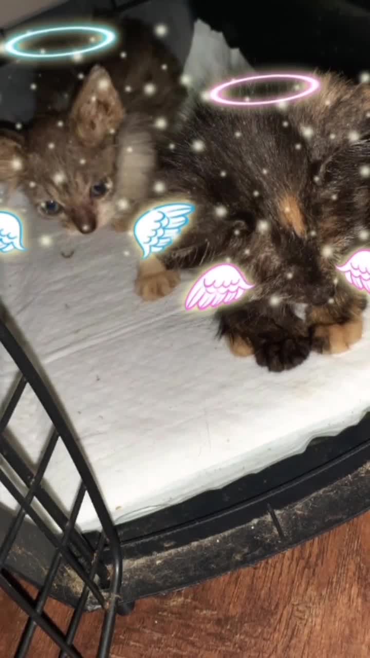 fb_vid_4011127319271079894