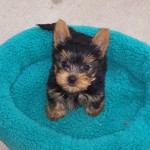 Gizmo 001