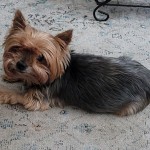 Gizmo - last day