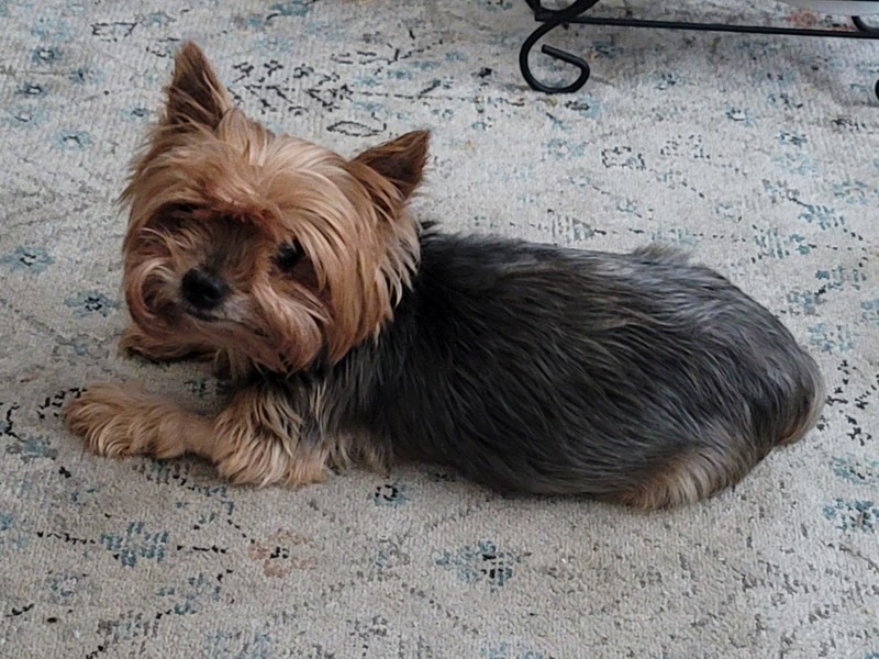 gizmo-last-day