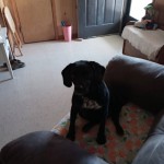 inbound3009093826363898506