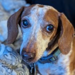 inbound6369784475495300161