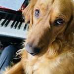 honeypianowork