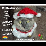 PicsArt_11-28-11.25.59