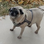 gruntgrunt1