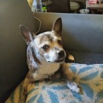 This is my boy Anikan 