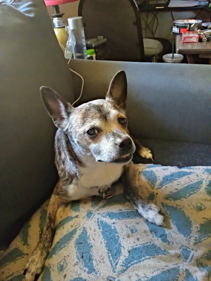 this-is-my-boy-anikan