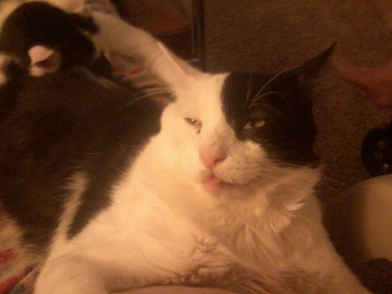 raspberry-ronnie