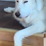 FB_IMG_1585698213822