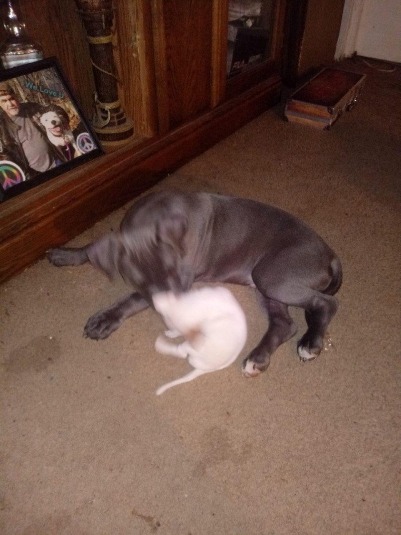 wyatt-ratt20190326_024339