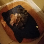 kittens-1