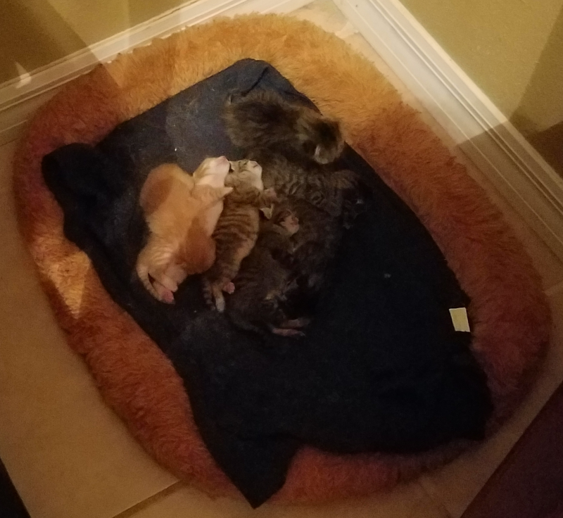 kittens-1