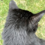 IMG-2017CatWhiteFur