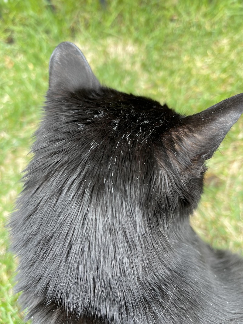 img-2017catwhitefur