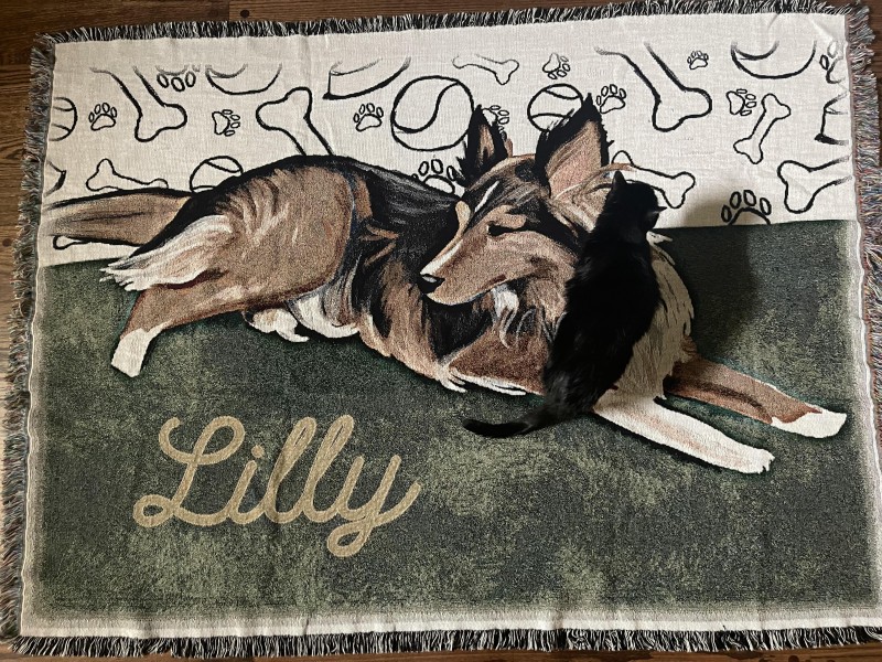 cat-sitting-on-lilly-throw