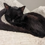 Black Cat
