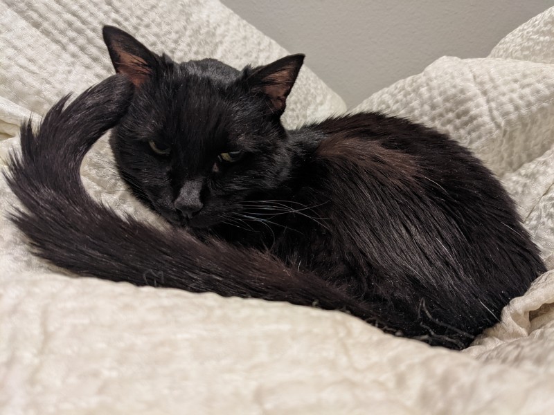 black-cat
