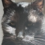 Black Cat Close Up