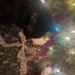 Cat Christmas 2021