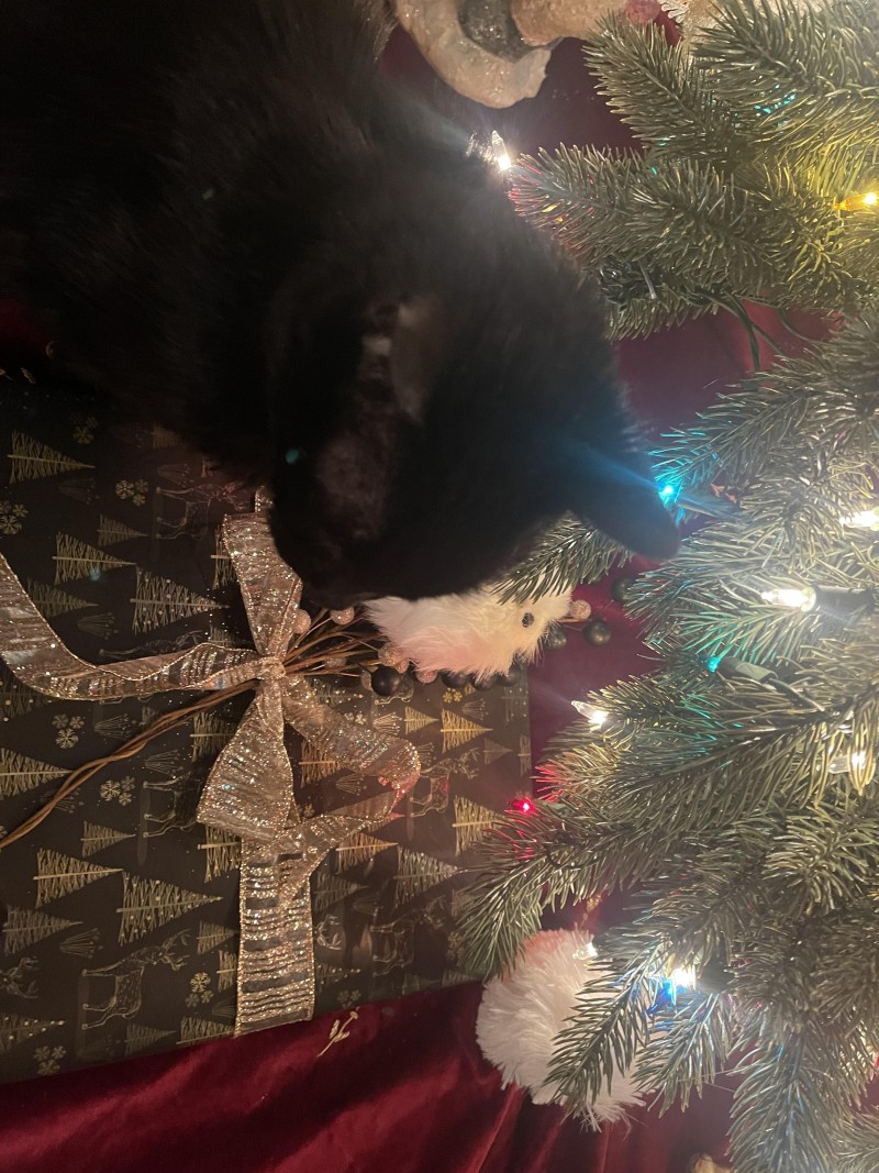 cat-christmas-2021