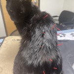 Catupuncture