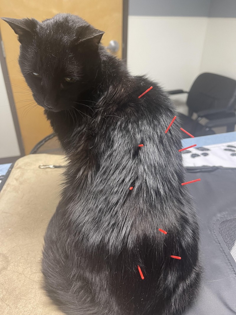 catupuncture