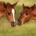 Kissing-Horses