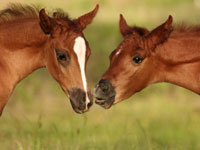 kissing-horses