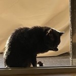 BG Bathing in Sunlight