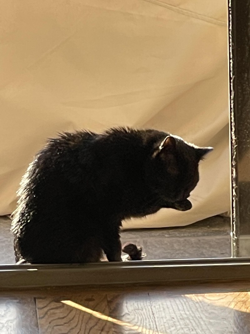 bg-bathing-in-sunlight-4