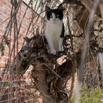 Boots in Tree