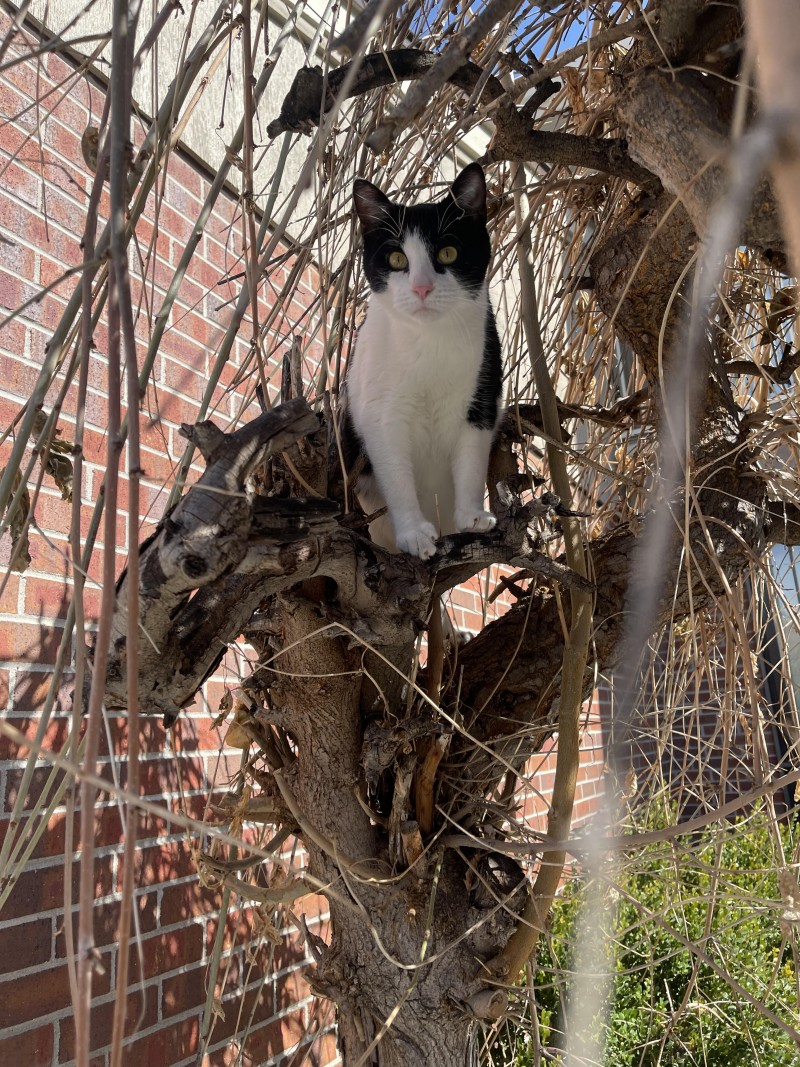 boots-in-tree