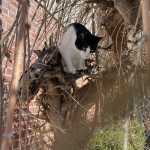 Boots in a Tree