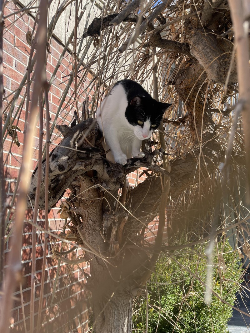 boots-in-a-tree