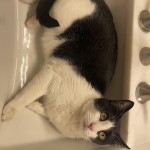 Boots is Sink