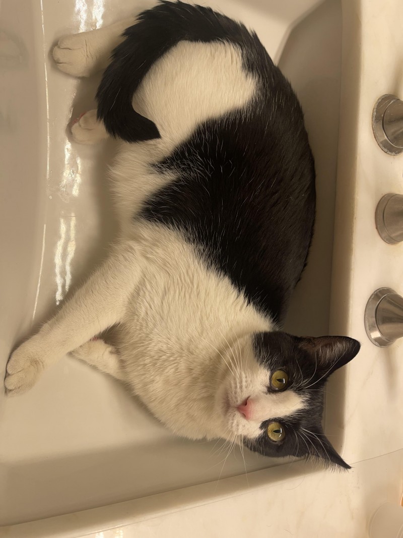 boots-is-sink