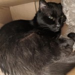 BGinBox