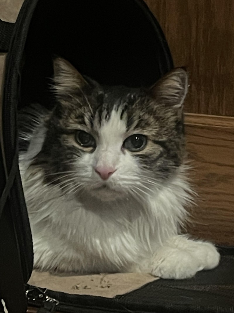 wonder-in-carrier