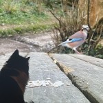 Walter watching bird TV
