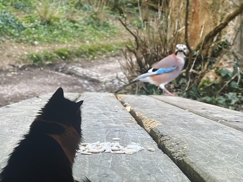 walter-watching-bird-tv