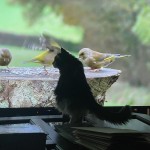Walter watching bird tv1
