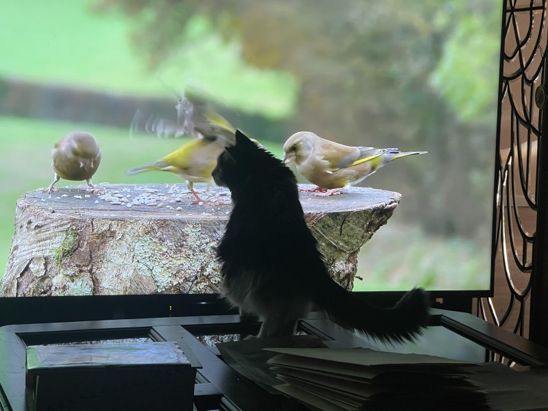 walter-watching-bird-tv1