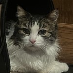 Wonder in carrier