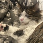 Wonder asleep