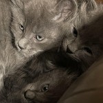 Foster Kittens 2