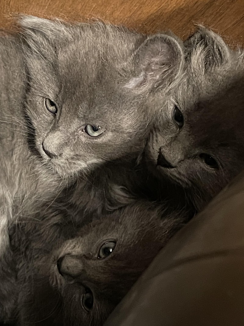 foster-kittens-2