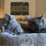 IMG_0177