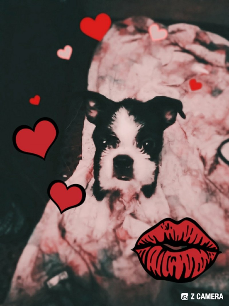 harley
