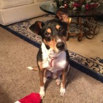 Jasper Christmas 2017