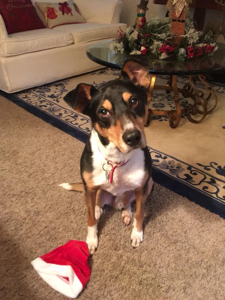 jasper-christmas-2017-2